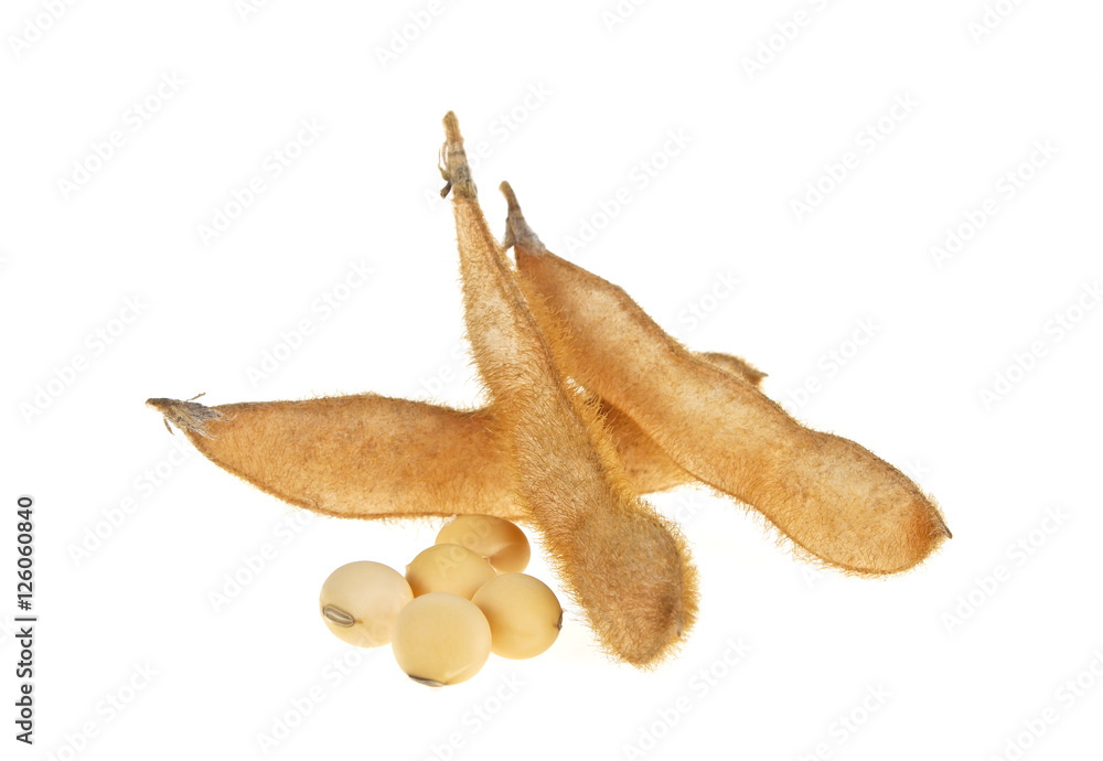 Fototapeta premium Soybean pods isolated on white background. Soya - protein plant