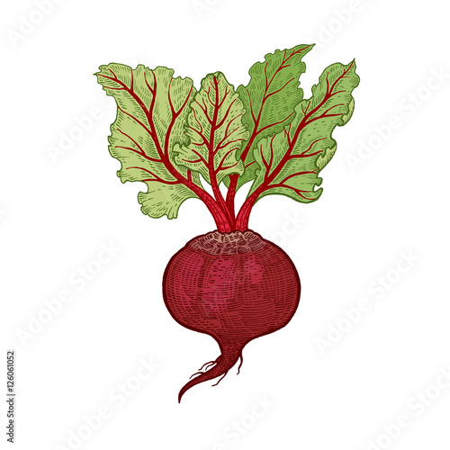 Hand drawing vegetables beets.