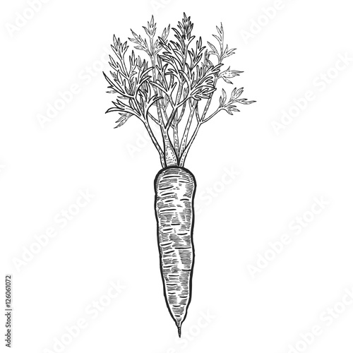Hand drawing carrot vegetable.