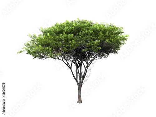 tree isolated on white background