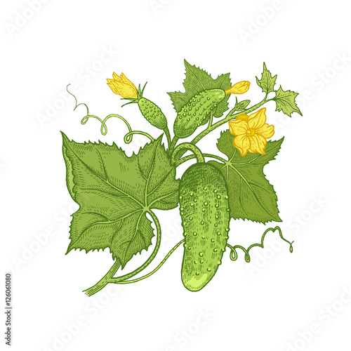 Hand drawing vegetables cucumber.