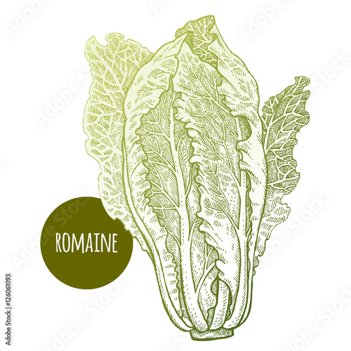 Lettuce romaine. Plant isolated on white background. Vector illustration. Hand drawing style vintage engraving. Greenery for create the menu, recipes, decorating kitchen items. Vintage.