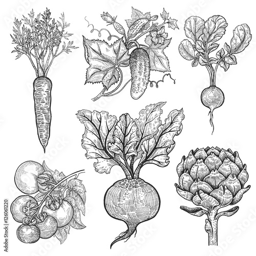 Vegetables set. Carrot, cucumber, radish, tomato, beetroot, arti