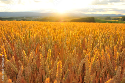 Yellow Wheat Fields at Sunset 
