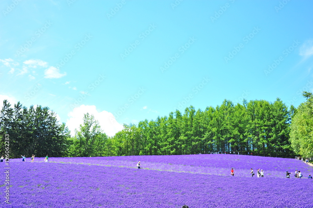 Naklejka premium Colorful Lavender Flower Fields