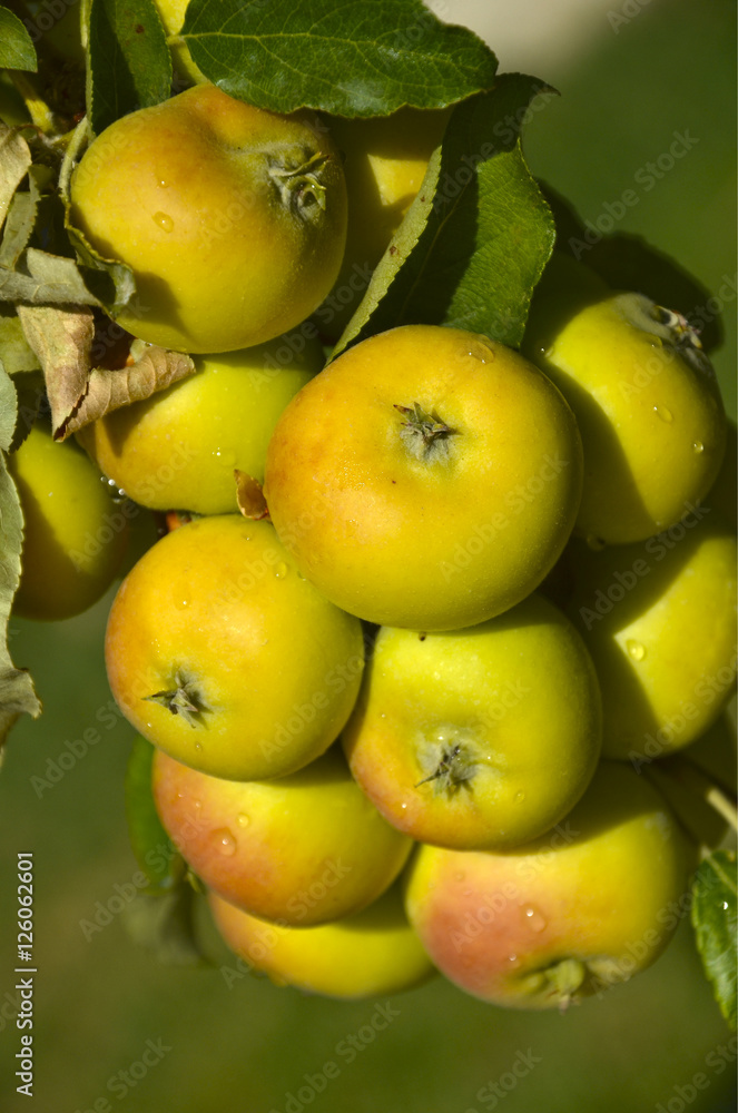 Cultivo de manzanas.