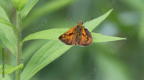 Small skipper (Thymelicus sylvestris) on a leaf