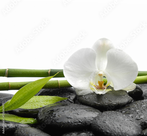 White orchid blossom with black stones  grove leaf  on wet background