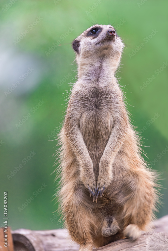 Fototapeta premium Meerkat sitting on a log. blurred background