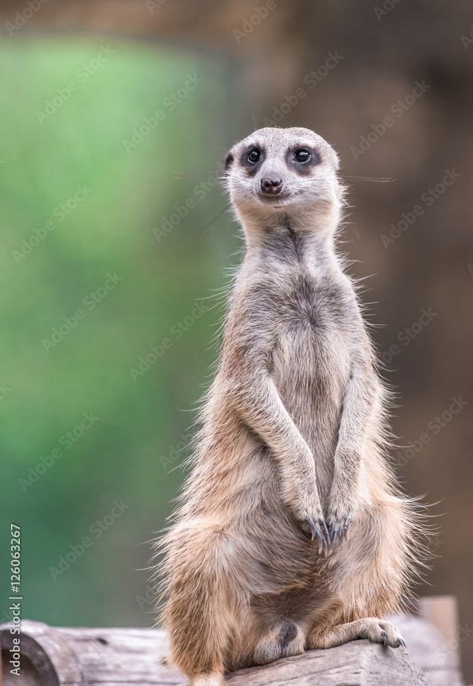 Meerkat sitting on a log. blurred background Meerkat sitting on a log. blurred background