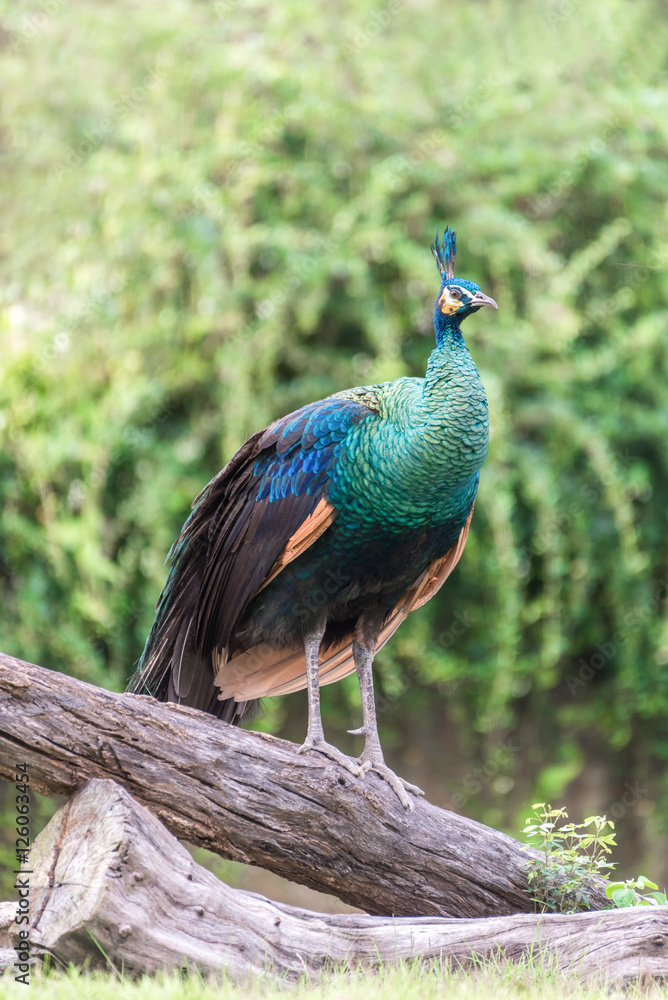 Fototapeta premium Portrait of beautiful peacock with green background