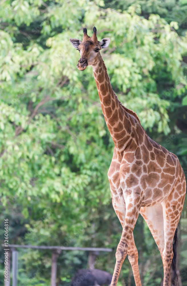 Fototapeta premium Portrait of giraffe on blurred background