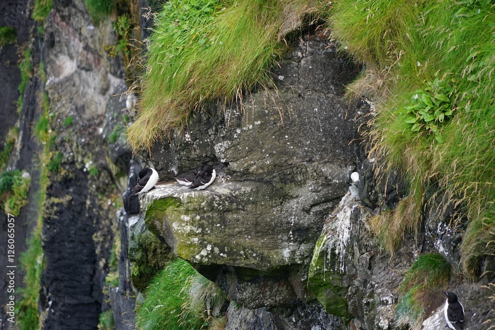 Naklejka premium Felslandschaft mit brütenden Möwen und Lummen auf Rathlin Island / Nordirland