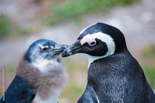 Penguin colony Betty's Bay
