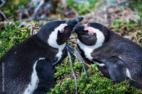 Penguin colony Betty's Bay
