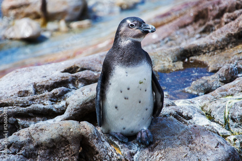 Penguin colony Betty's Bay
