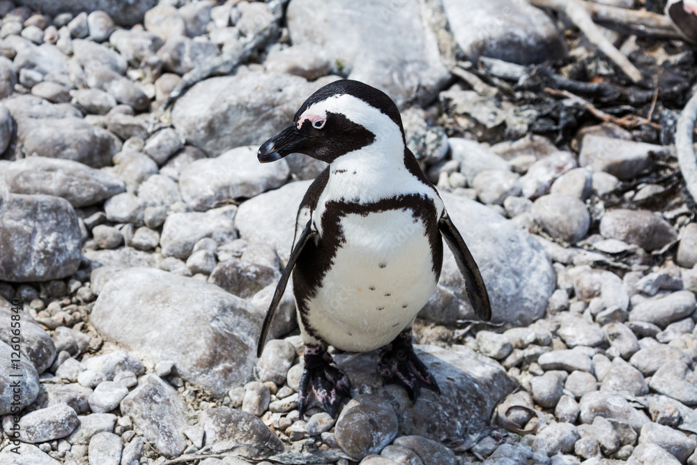 Naklejka premium Penguin colony Betty's Bay