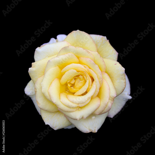 Yellow Rose Flower Isolated on Black Background