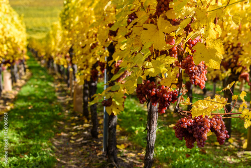 Hunawihr - small village in vineyards of alsace - france