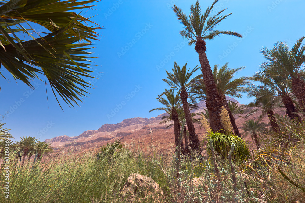 Idyllic oasis in desert