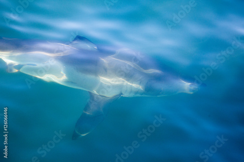 Feeding a great white shark   © SB