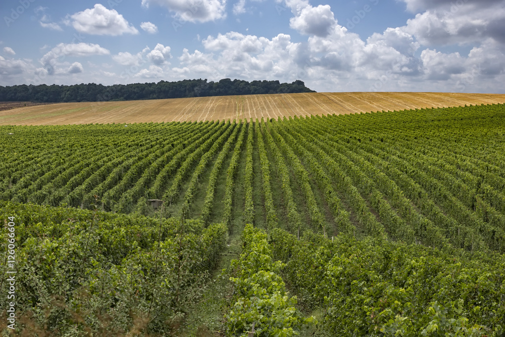 Summer scene of beautiful green vineyard with cloudy sky and mountain horizon.