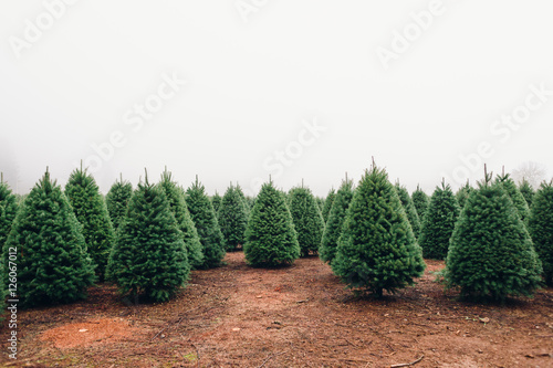 Christmas Tree Farm photo