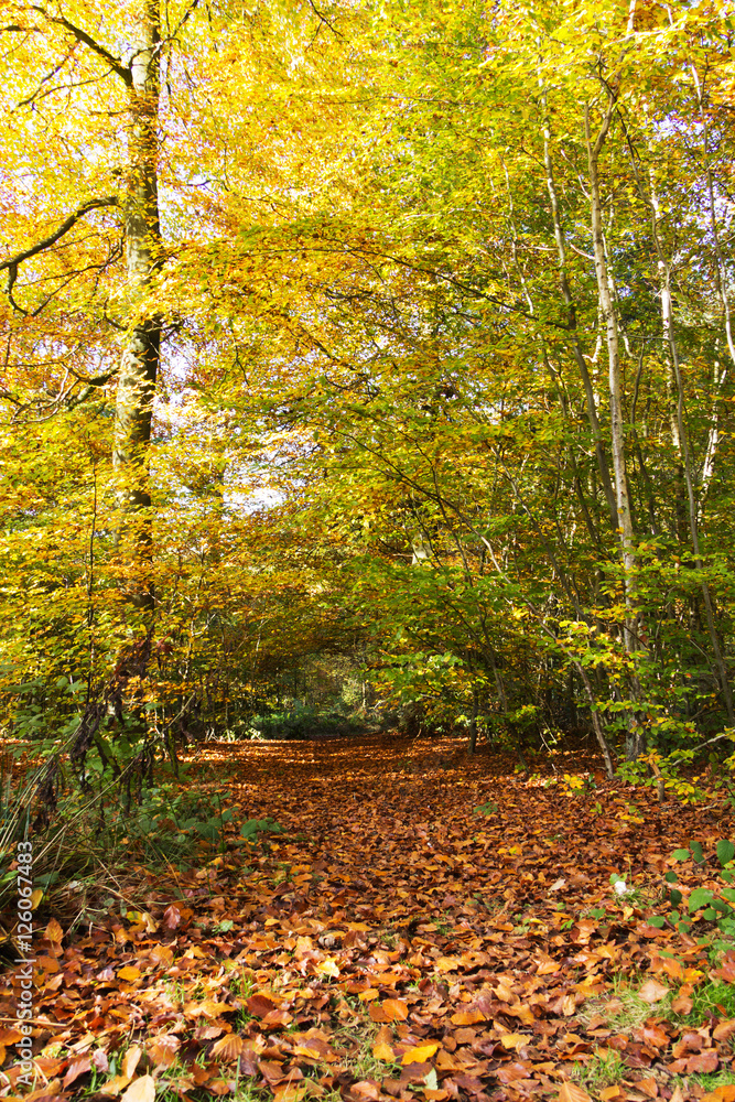 Woodland scene with yellow and brown autumn leaves Woodland scene with yellow and brown autumn leaves
