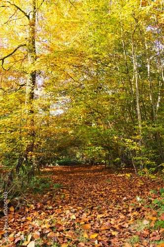 Woodland scene with yellow and brown autumn leaves