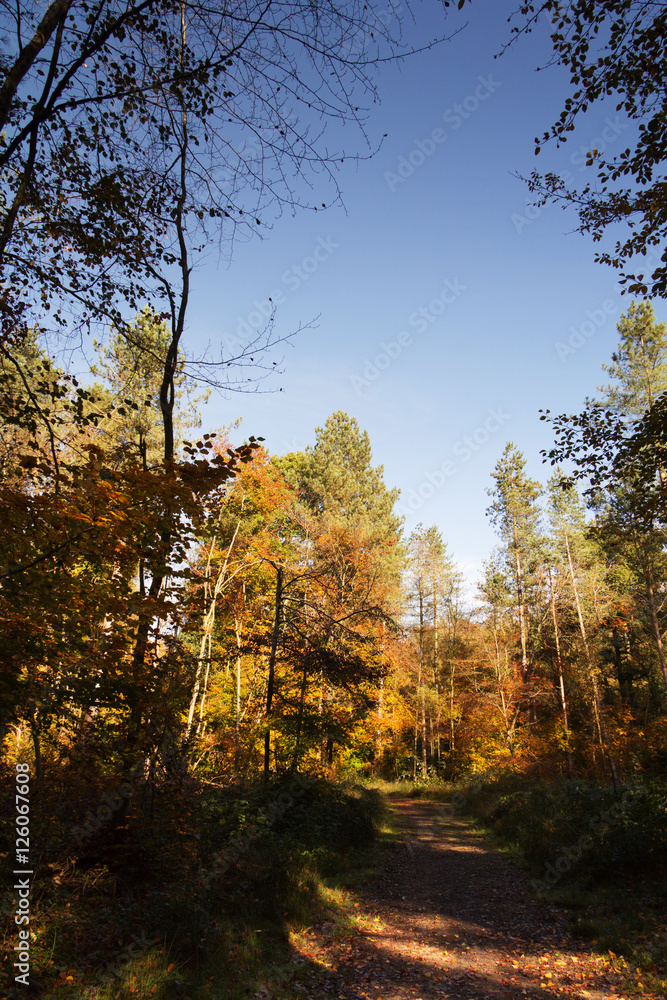 Woodland scene with yellow and brown autumn leaves