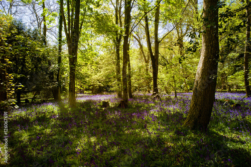 The Bluebell Woods