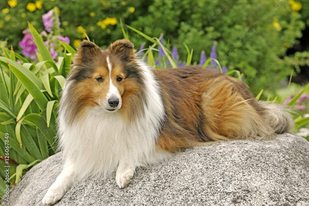 Shetland Sheepdog lying on rock in garden Shetland Sheepdog lying on rock in garden