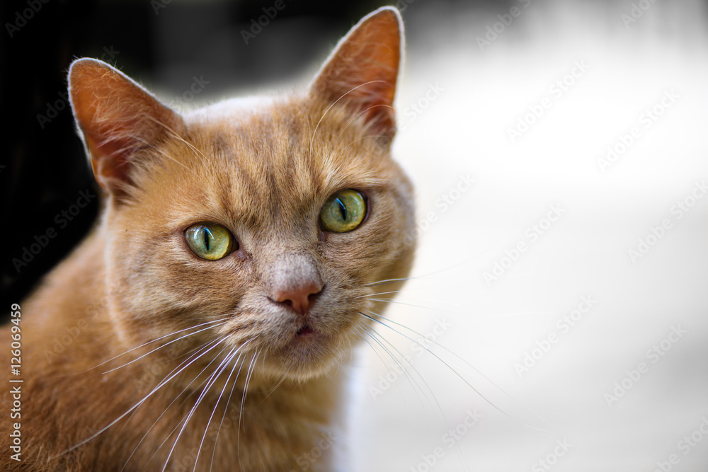 Ginger cat looks at camera beautifully Ginger cat looks at camera beautifully