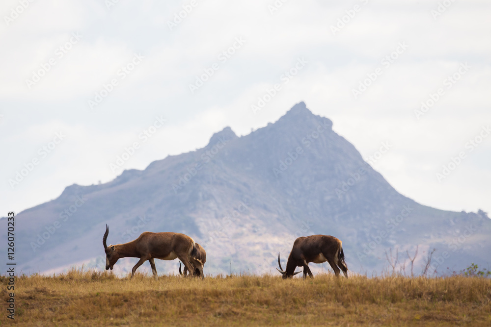 Naklejka premium African wild animals 