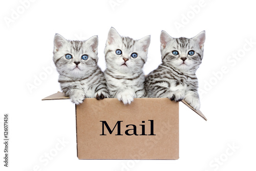 Young cats in cardboard box with word Mail