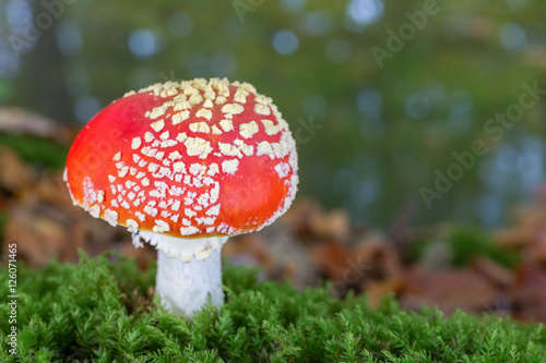 One fly agaric with green moss in fall season