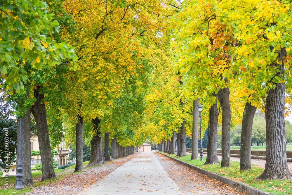 Trees during the autumn in Lucca, Tuscany, Italy