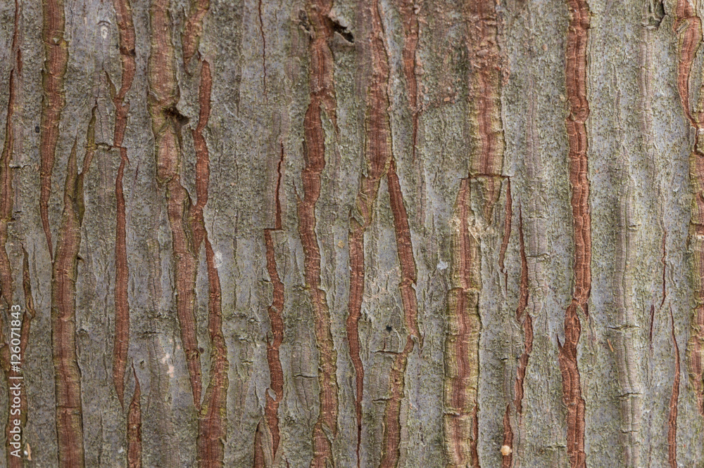 Obraz premium Bark Tree Texture