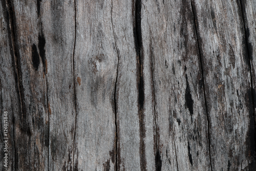 Bark Tree Texture Bark Tree Texture
