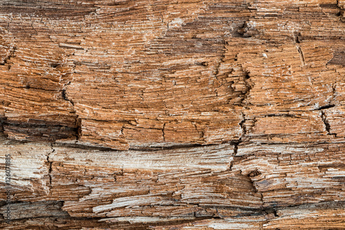 Bark Tree Texture