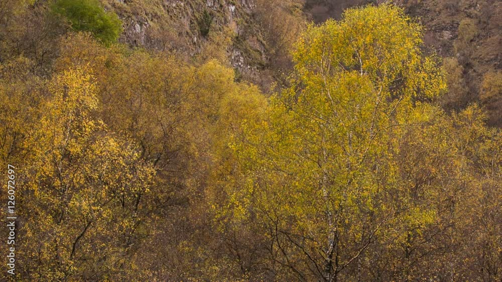 Russia, Kabardino-Balkaria late autumn. The first snow and yellow leaves on the banks of the river in the mountains of the Caucasus. Russia, Kabardino-Balkaria late autumn. The first snow and yellow leaves on the banks of the river in the mountains of the Caucasus.