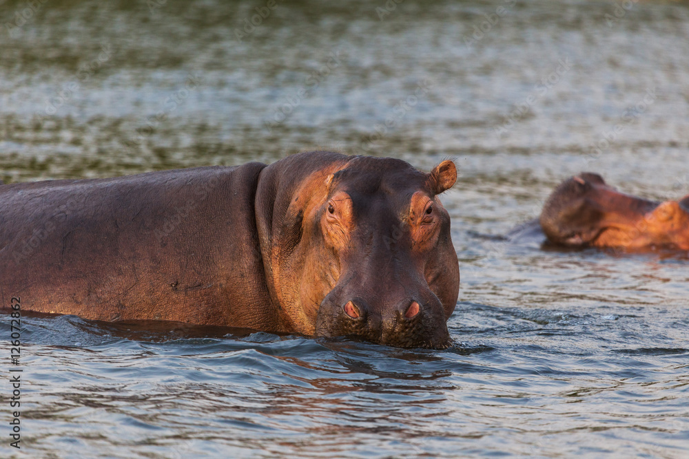 Fototapeta premium African hippo 