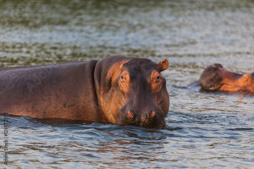 African hippo
