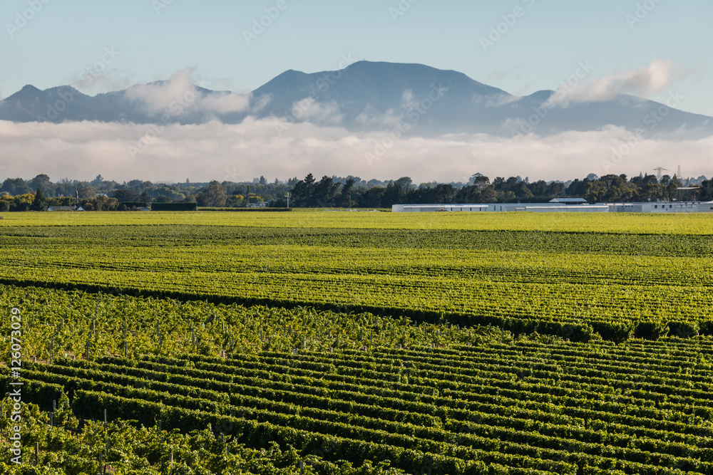 cloud inversion above vineyards in Marlborough, New Zealand