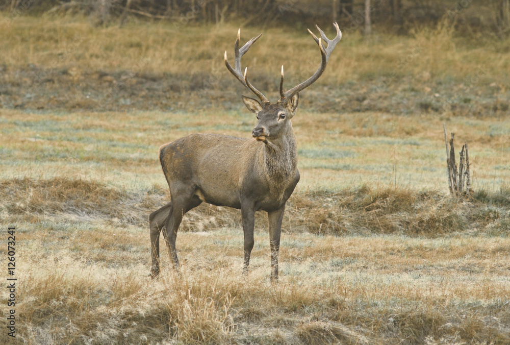 Deer Deer