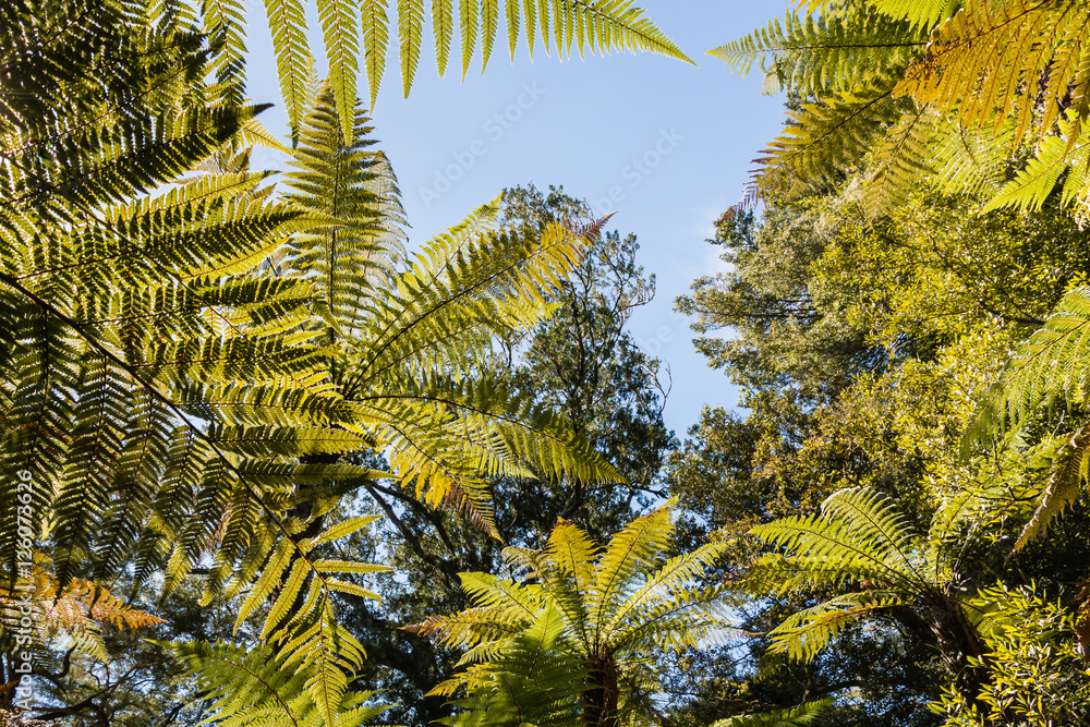 tropical rainforest tree canopy against blue sky tropical rainforest tree canopy against blue sky