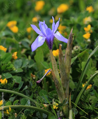 Fototapeta Naklejka Na Ścianę i Meble -  Barbary Nut (Iris sisyrinchium) on the coast near Tarifa, Andalucia, Spain.