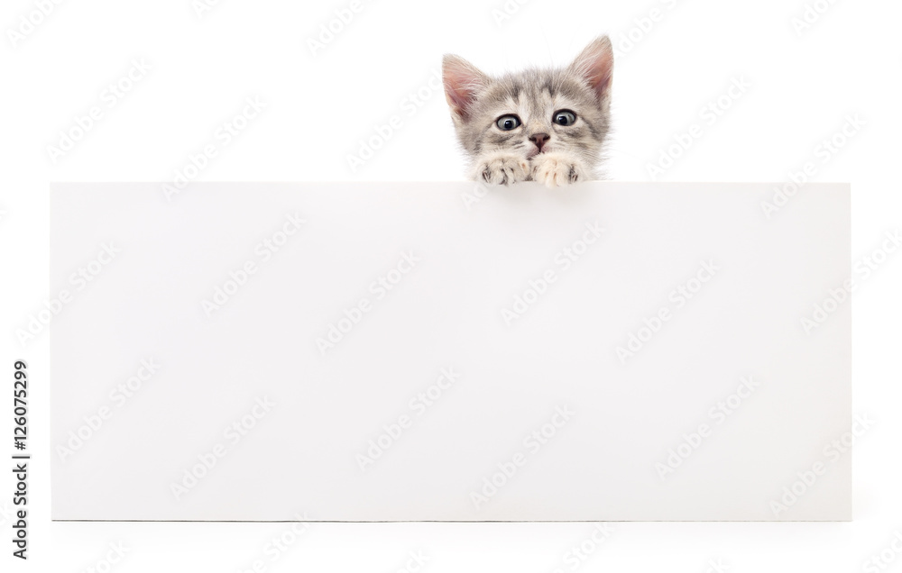 Kitten with blank. Kitten with blank.