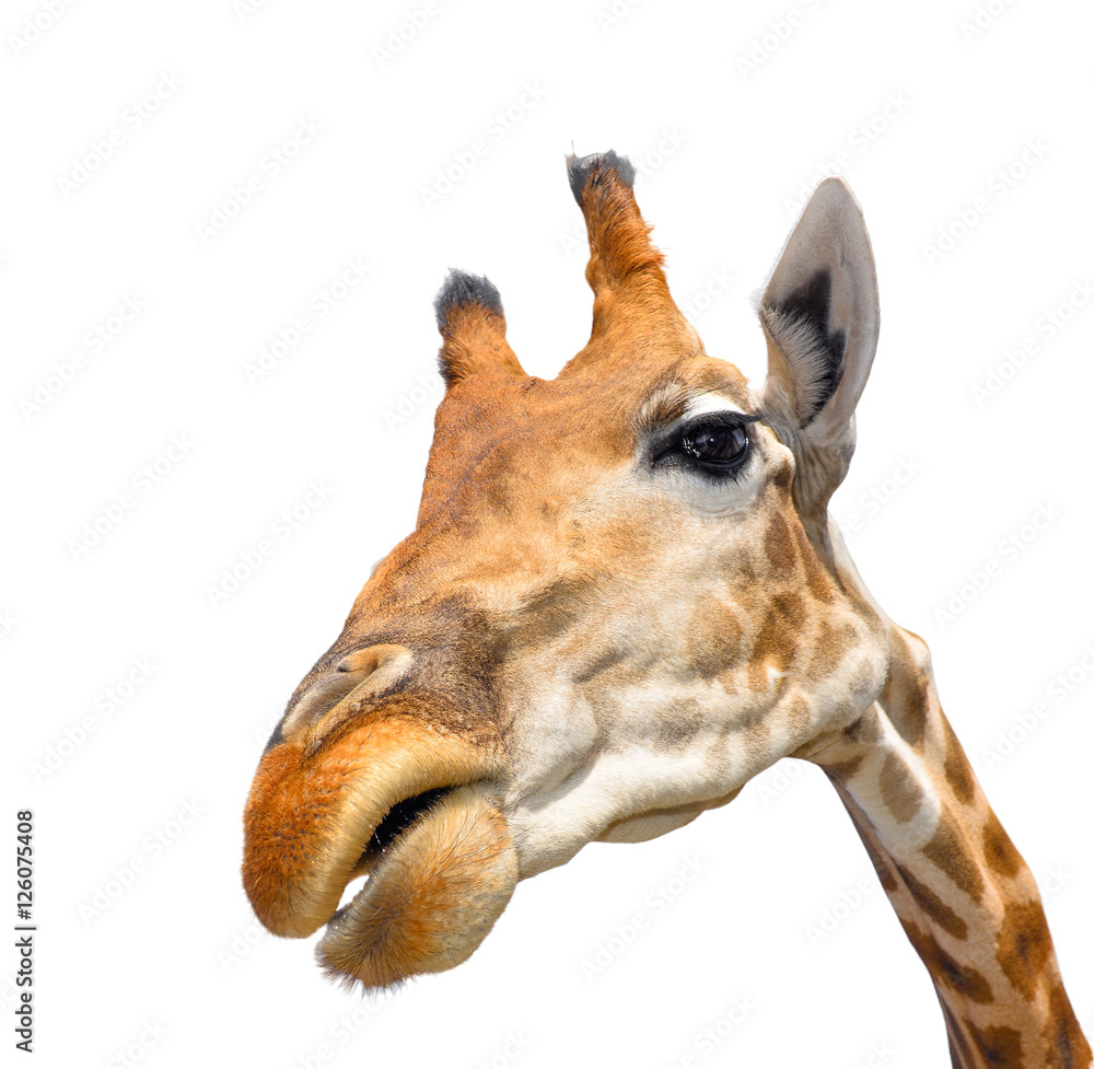 Cute giraffe isolated on white background. Funny giraffe head isolated. The  giraffe is tallest and largest living animal in zoo. Beautiful Giraffa  isolated on white. Funny giraffe's face isolated Stock Photo |