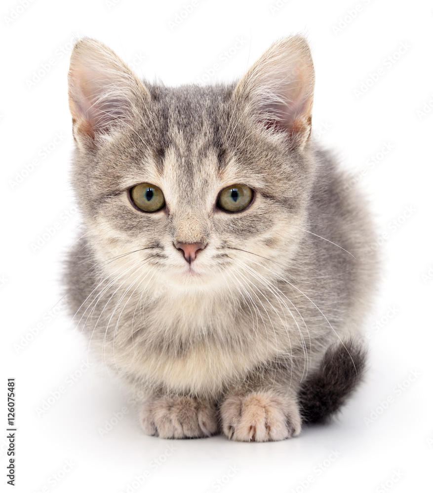Small gray kitten. Small gray kitten.